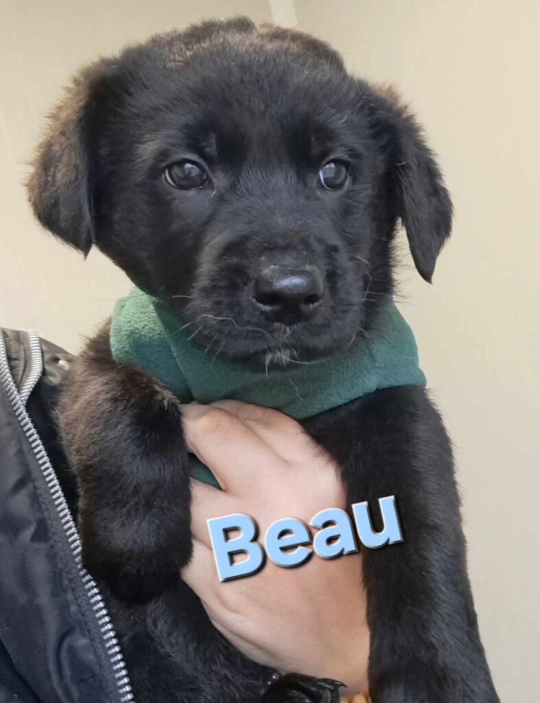 Beau 270325- 2 Beau 270325- 2