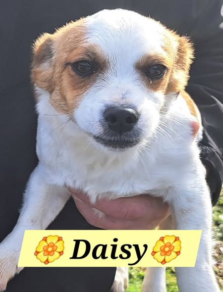 Daisy2