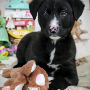 Benji new 1