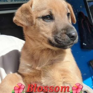 Blossom1802