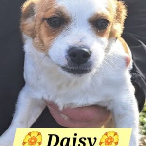 Daisy2
