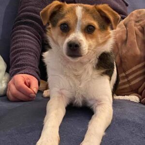 pippa adopted